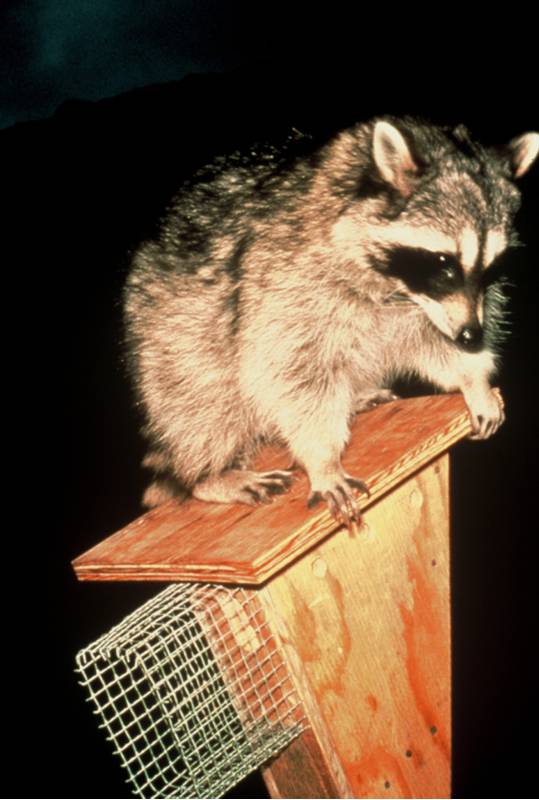Raccoons can climb up to nest boxes